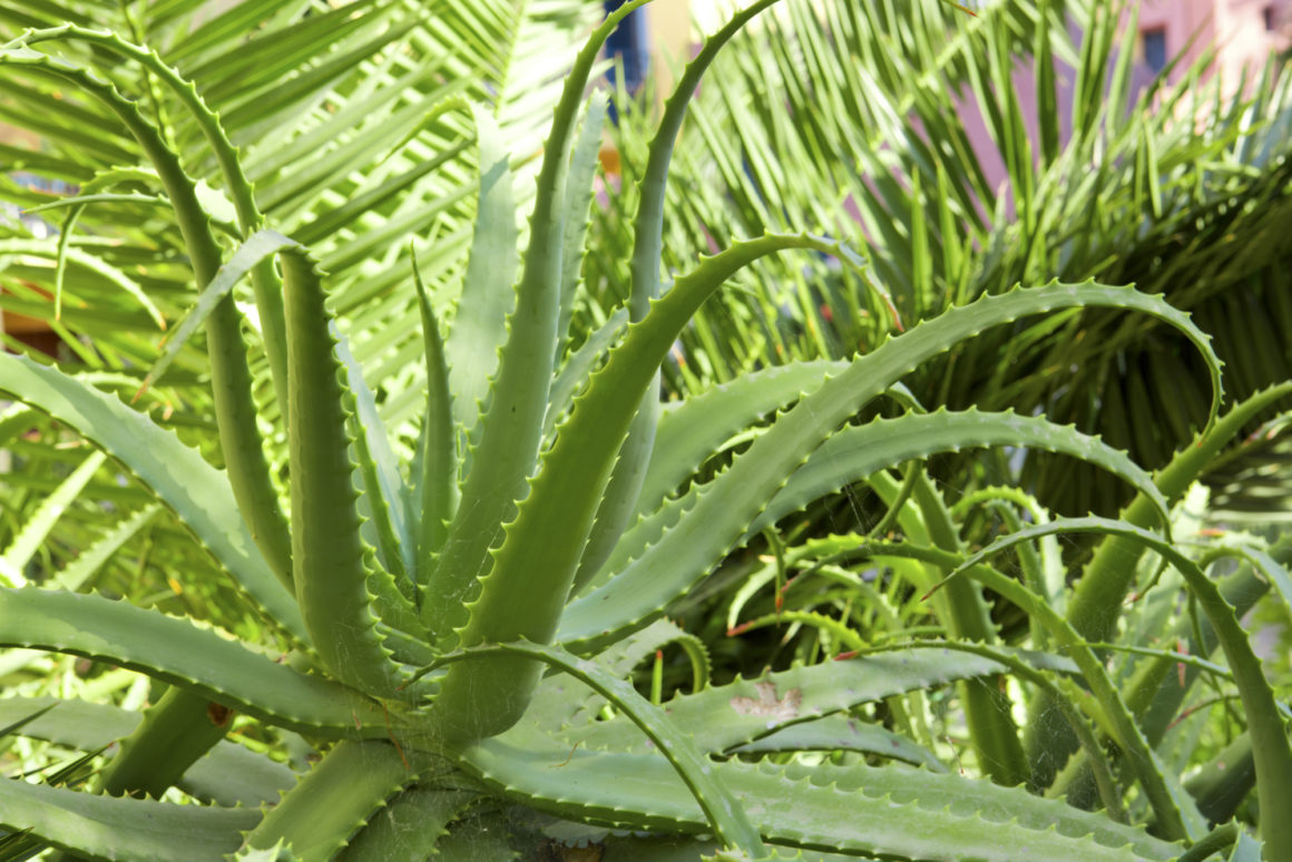 Aloe Vera, una pianta mille proprietà