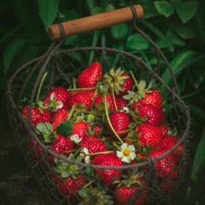 I fiori dell’amore: le fragole, le potenti anti-age e non solo